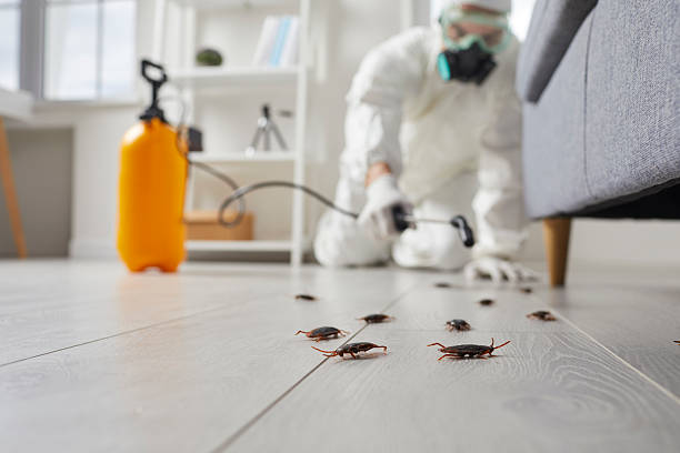Post-Treatment Bed Bug Interceptor Monitoring in Bridgehampton